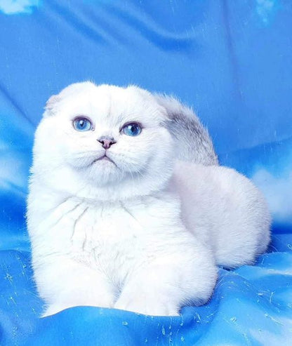 Scottish Fold