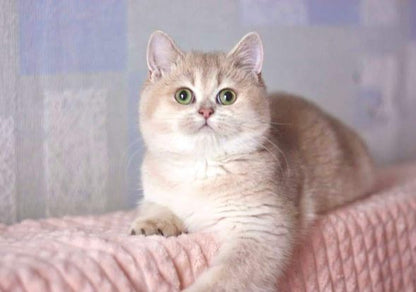 British Shorthair