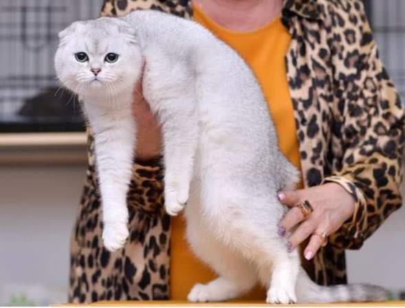 Scottish Fold