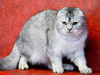 Scottish Fold