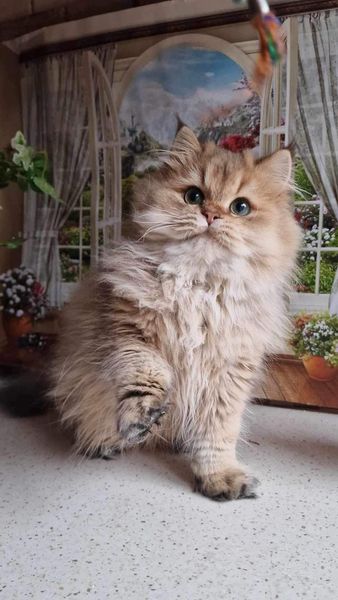 British Longhair