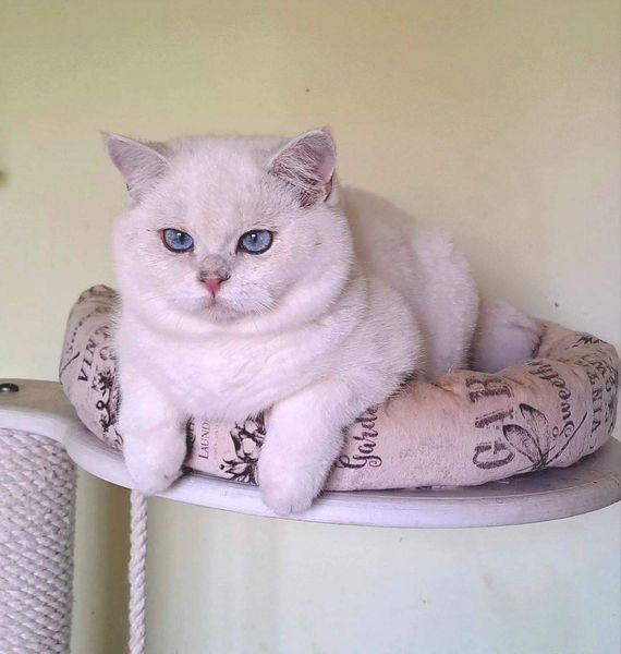 British Shorthair