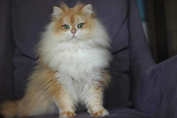 British Longhair