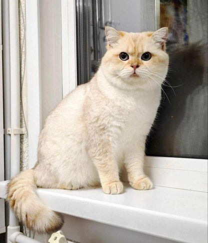 British Shorthair