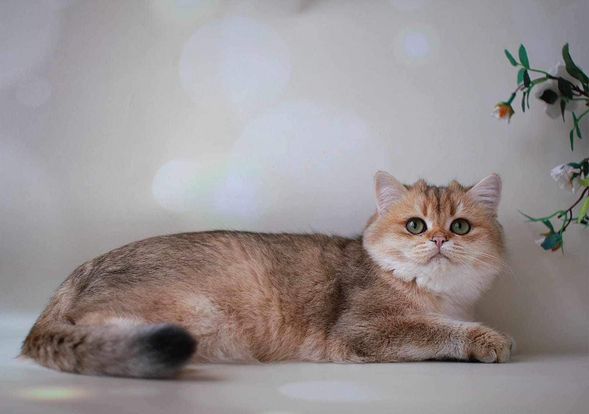 British Shorthair