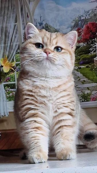 British Shorthair