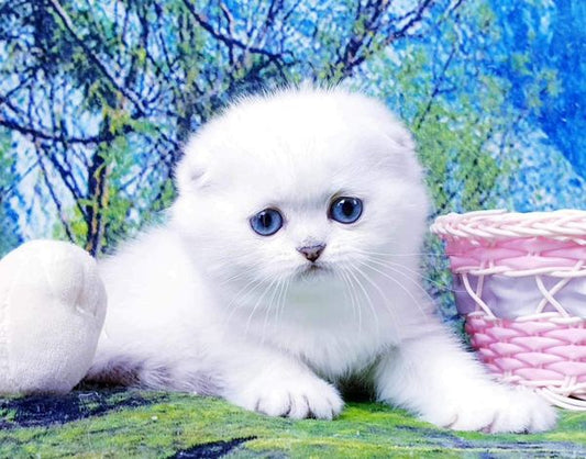 Scottish Fold