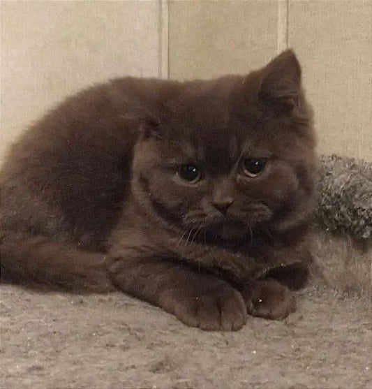 British Shorthair