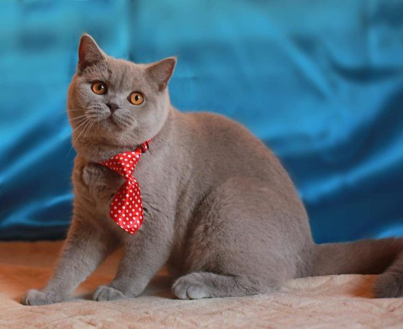 British Shorthair