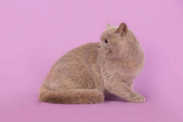 British Shorthair