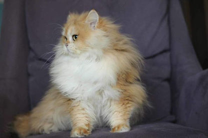 British Longhair