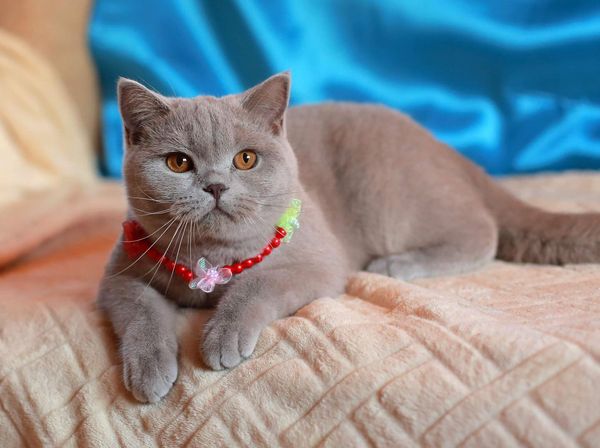 British Shorthair