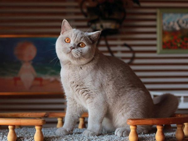 British Shorthair