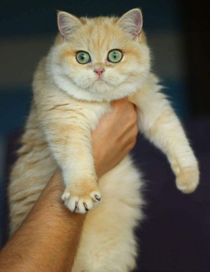 British Shorthair