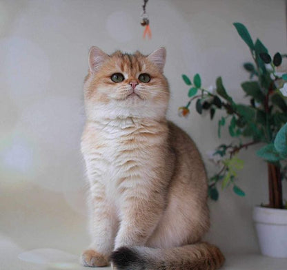 British Shorthair