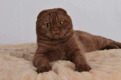 Scottish Fold