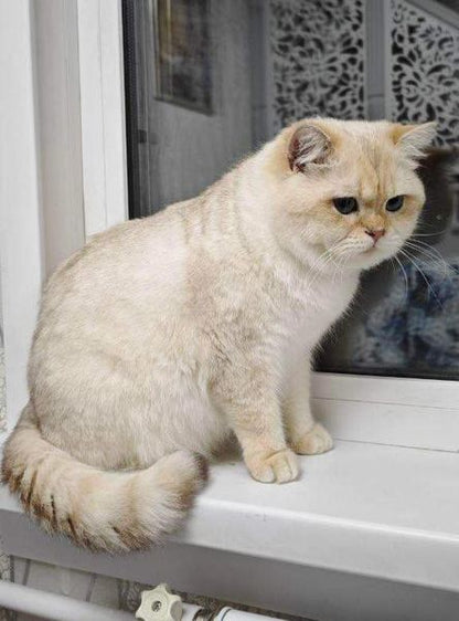 British Shorthair