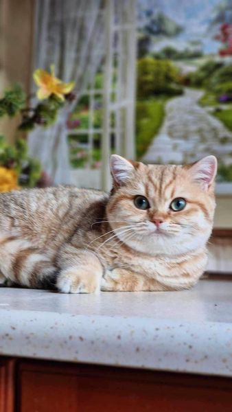 British Shorthair