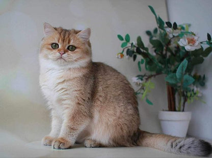 British Shorthair