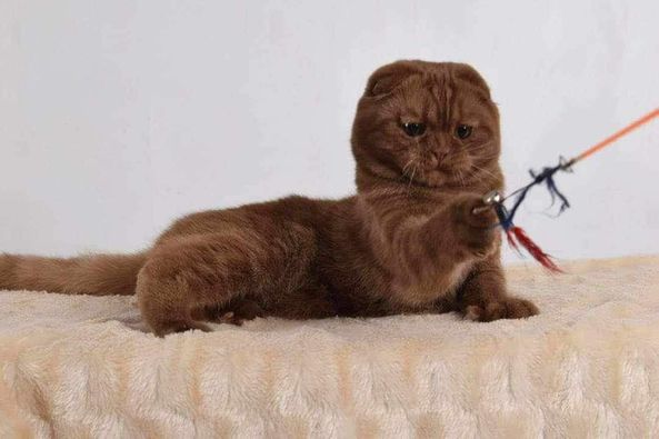 Scottish Fold