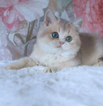 British Shorthair