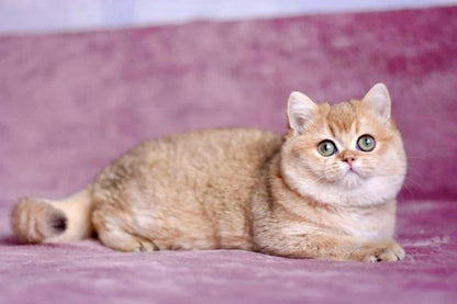 British Shorthair