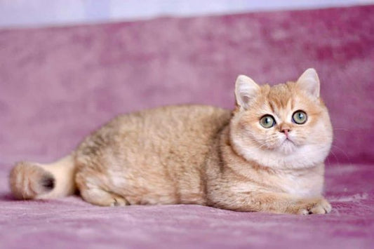 British Shorthair