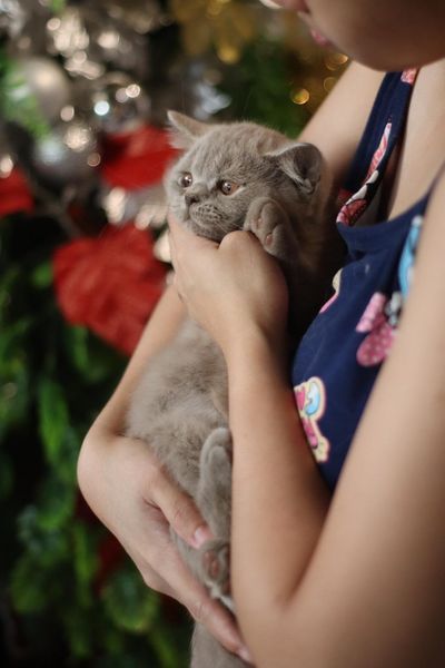 British Shorthair