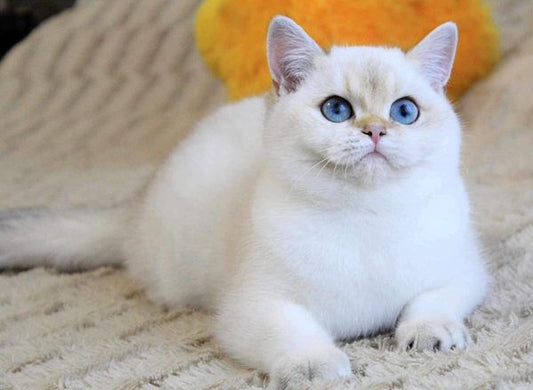 British Shorthair