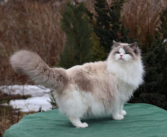 Ragdoll