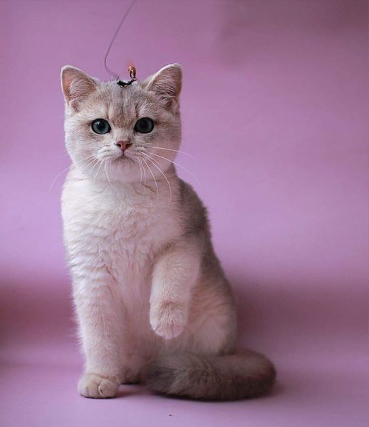 British Shorthair