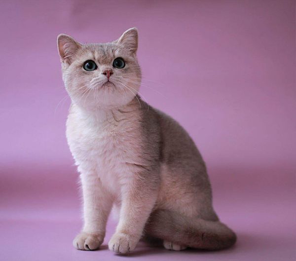 British Shorthair