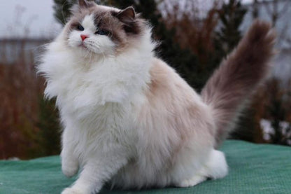 Ragdoll