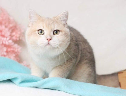 British Shorthair