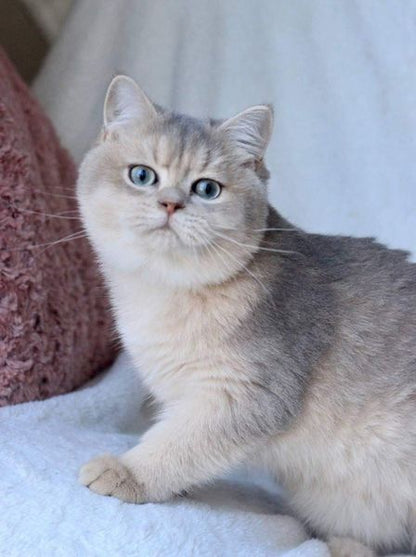 British Shorthair