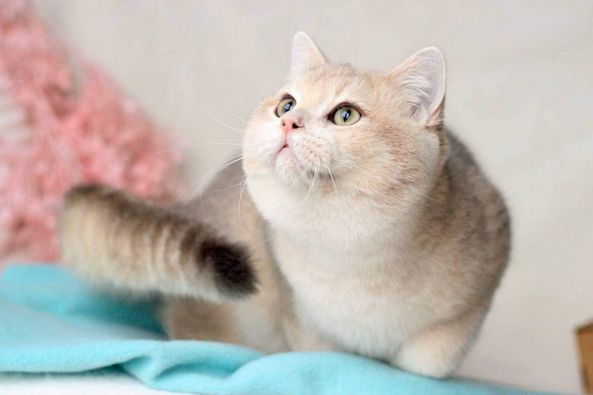 British Shorthair