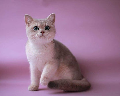 British Shorthair