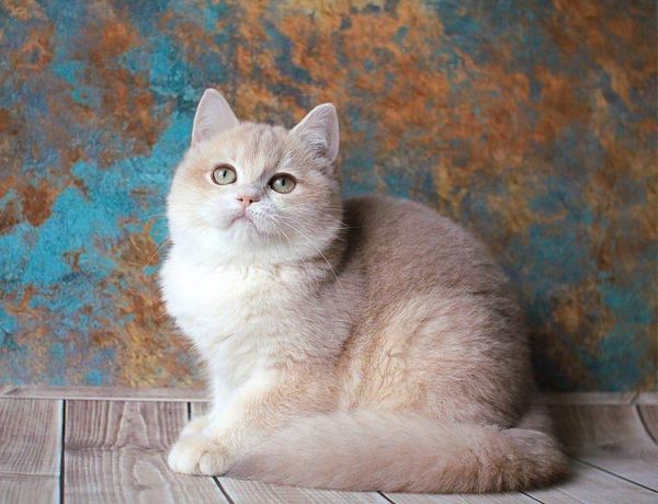 British Shorthair