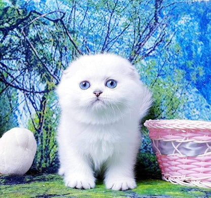 Scottish Fold