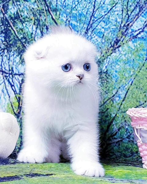 Scottish Fold