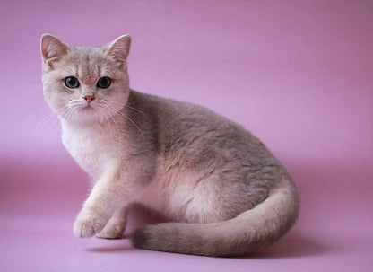 British Shorthair