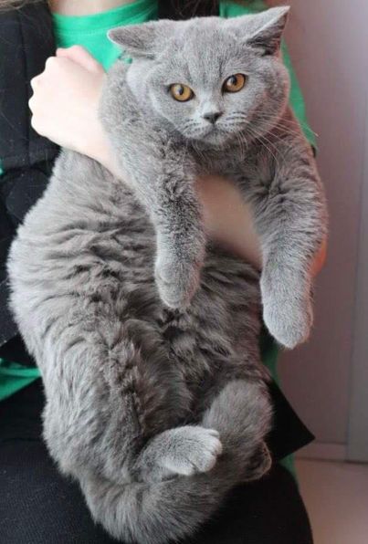 British Shorthair