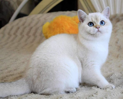 British Shorthair