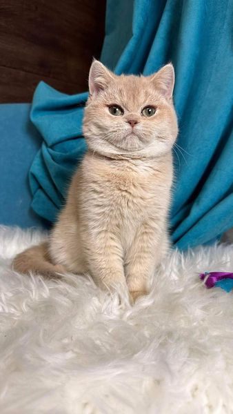 British Shorthair