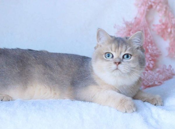 British Shorthair