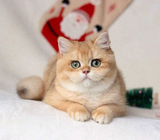 British Shorthair