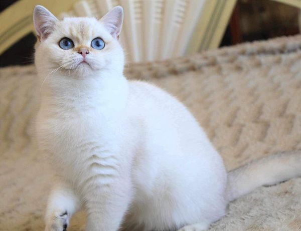 British Shorthair