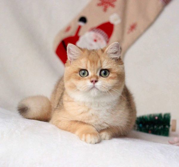 British Shorthair