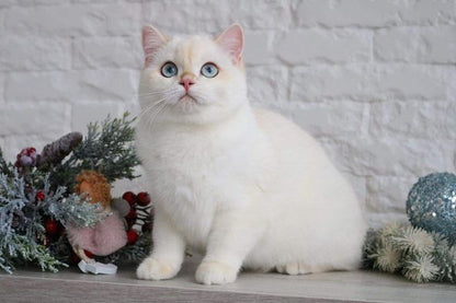 British Shorthair