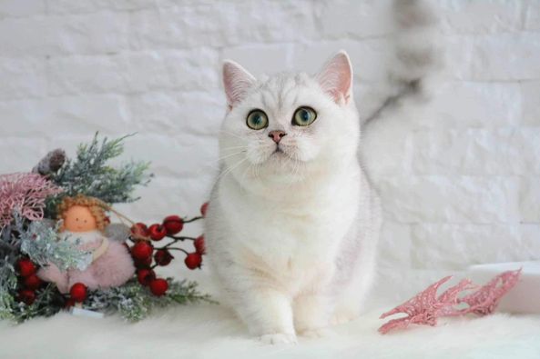 British Shorthair